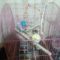 دو جفت عروس هلندی|پرنده|قدس, شهر‌قدس|دیوار