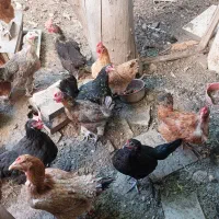 تخم مرغ محلی ارگانیک|خوردنی و آشامیدنی|کرج, دهقان ویلا|دیوار