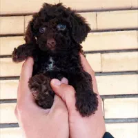 واگذاری توی پودل خالص