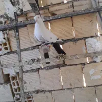کبوتر توکدوم نرو ماده|پرنده|همدان, |دیوار
