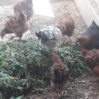 مرغ و خروس۳ ماهه رسمی، واکسن‌خورده و با‌کیفیت