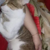 گربه واگذاری|گربه|دزفول, |دیوار