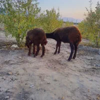 دوتا بره افشاری خوردخوراک به شرط قیمت جفت ۱۱۵۰۰|حیوانات مزرعه|گنبد کاووس, |دیوار