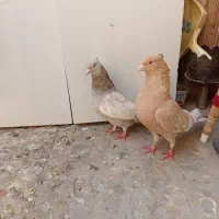 کبوتر سینه ای چندجفت|پرنده|کرج, اخگرآباد|دیوار