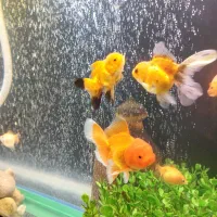 ماهی و آکواریم|ماهی|مرند, |دیوار