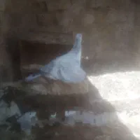 جوجه سوسکی|پرنده|تربت‌حیدریه, بازار|دیوار