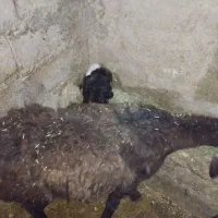 میش بره|حیوانات مزرعه|نورآباد, |دیوار