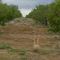 مزرعه بادام کشاورزی پرورش ماهی|فروش دفتر صنعتی، کشاورزی، تجاری|خوانسار, |دیوار