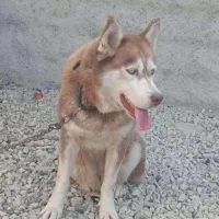 سگ هاسکی رایگان کلاردشت