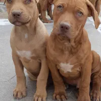 واگذاری سگ های پیت بول