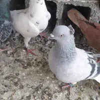 کبوتر