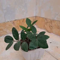 گل آپارتمانی بنسای و کاکتوس گلدان سرامیکی|گل و گیاه طبیعی|شیراز, تندگویان|دیوار