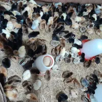 جوجه محلی وجوجه غاز محلی ۳روزه|حیوانات مزرعه|گلوگاه بابل (گلیا), |دیوار