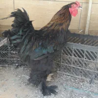 مرغ وخروس برهما جوجه5ماه برهما|حیوانات مزرعه|کرمان, |دیوار