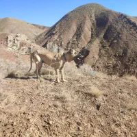 واگذاری سگ سرابی