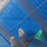 جوجه مرغ عشق انگلیسی گریدb