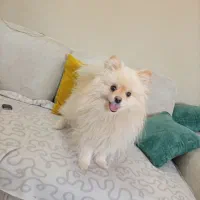 پامر (فروش فوری)