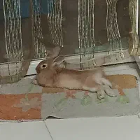 خرگوش نر|موش و خرگوش|اسلام‌شهر, شهرک واوان|دیوار