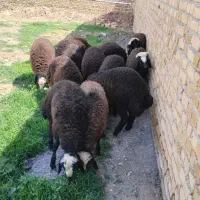 شیشک چاقالو