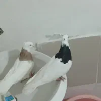 کفتر طوقی  ۱۶۰۰