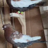 کفتر نروماده سینه ۴عدد روهم دونه ۱ملیون