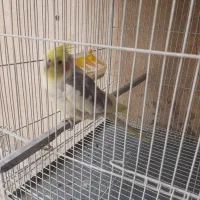 عروس هلندی سخنگو