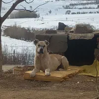 واگذاری توله سراب ۷ماهع