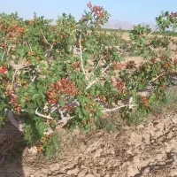 فروش-و-معاوضه-زمین-پسته