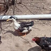 یک عدد اوردک