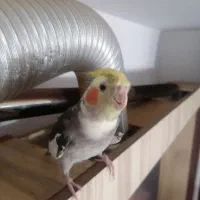 گمشده|حیوانات|شیروان (خراسان), |دیوار