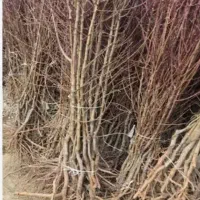 زیتون گردو فندق و بقیع نهاالا موجوده