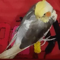 عروس هلندی گم شده