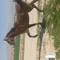 کره نریون|اسب و تجهیزات اسبسواری|مرودشت, فرهنگ|دیوار