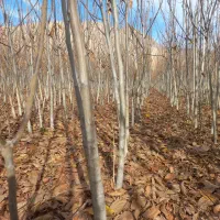 نهالکده نوین رویش نهالستان|خدمات باغبانی و درختکاری|یاسوج, |دیوار