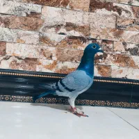 مجسمه سبز اشکی