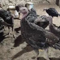 جوجه بوقلمون برنز 4ماه وزن 4کیلو فقط امروز|حیوانات مزرعه|مشهد, آزادشهر|دیوار