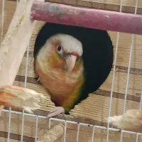 گرینچیک|پرنده|قشم, |دیوار