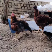 خروس رسمی کاکلی و ساده