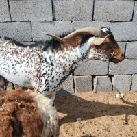 نری نقشی|حیوانات مزرعه|بندرعباس, |دیوار