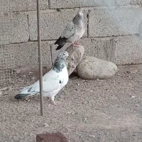 یه جفت کفتر