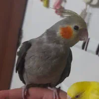 جوجه عروس هلندی ۲ماه و نیمه نر