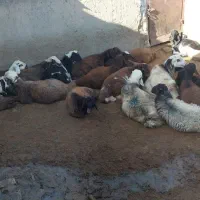 بره نر|حیوانات مزرعه|بروجرد, |دیوار