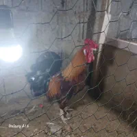 خروس گلین|حیوانات مزرعه|لنگرود, |دیوار