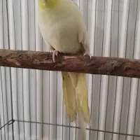 طوطی عروس هلندی نر