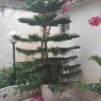کاج مطبق