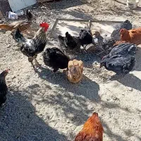 فروش ۲۰ دانه مامر|حیوانات مزرعه|دیواندره, |دیوار