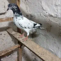 کبوتر