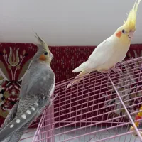 عروس هلندی|پرنده|رودسر, |دیوار