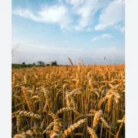 زمین کشاورزی بخش ارمند روستای مسن