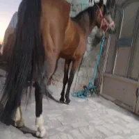 مادیون درجه یک کرد